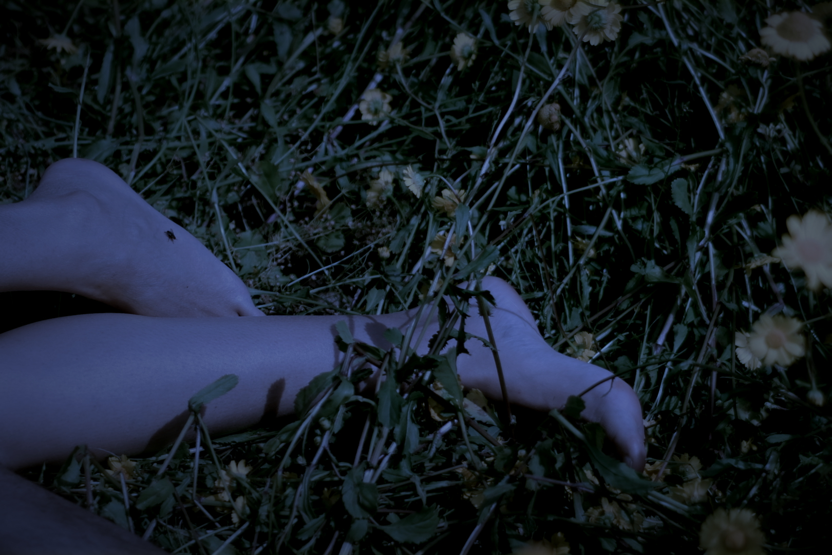 A Danca do Cipreste_4