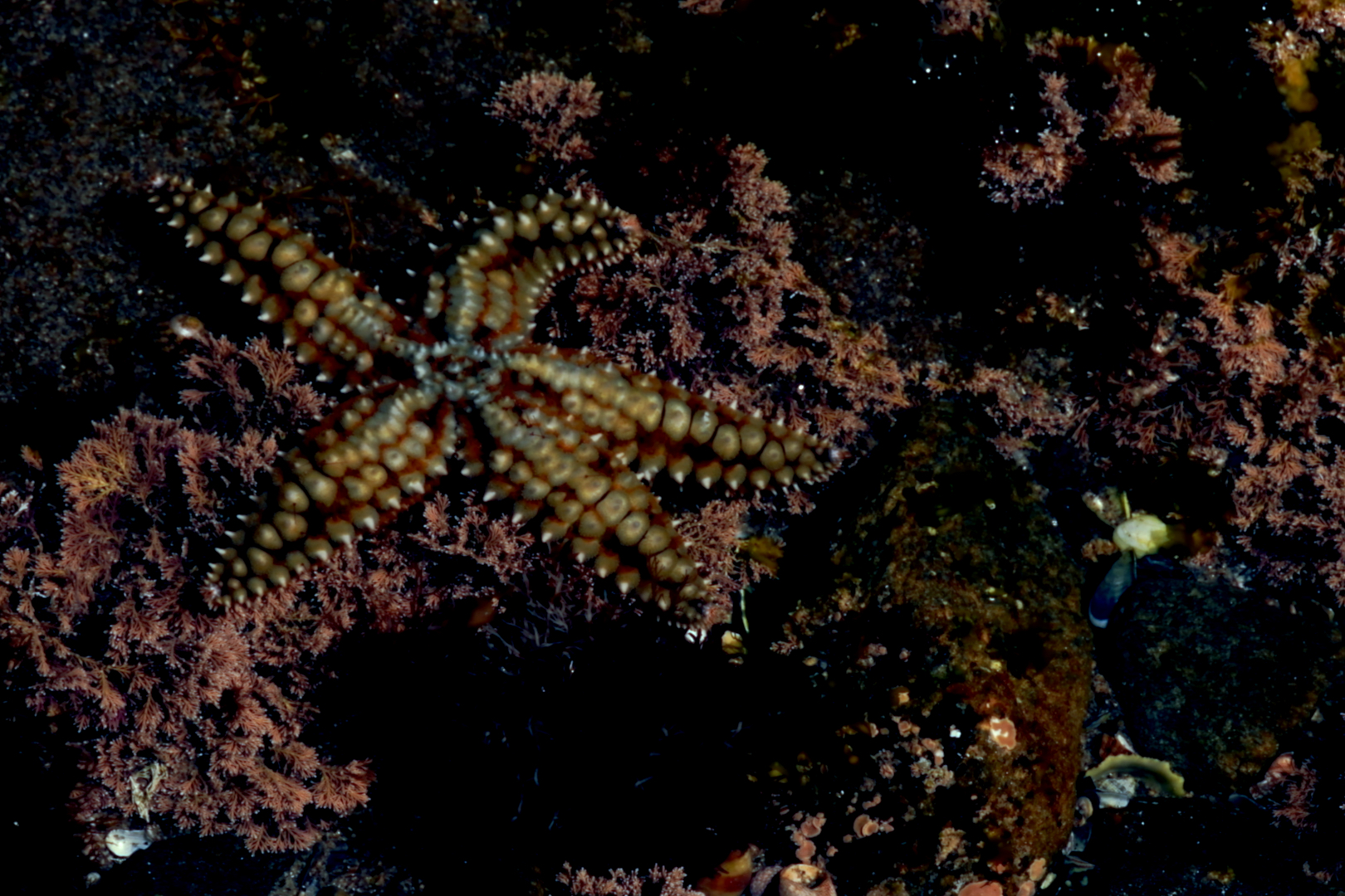 A Danca do Cipreste_5