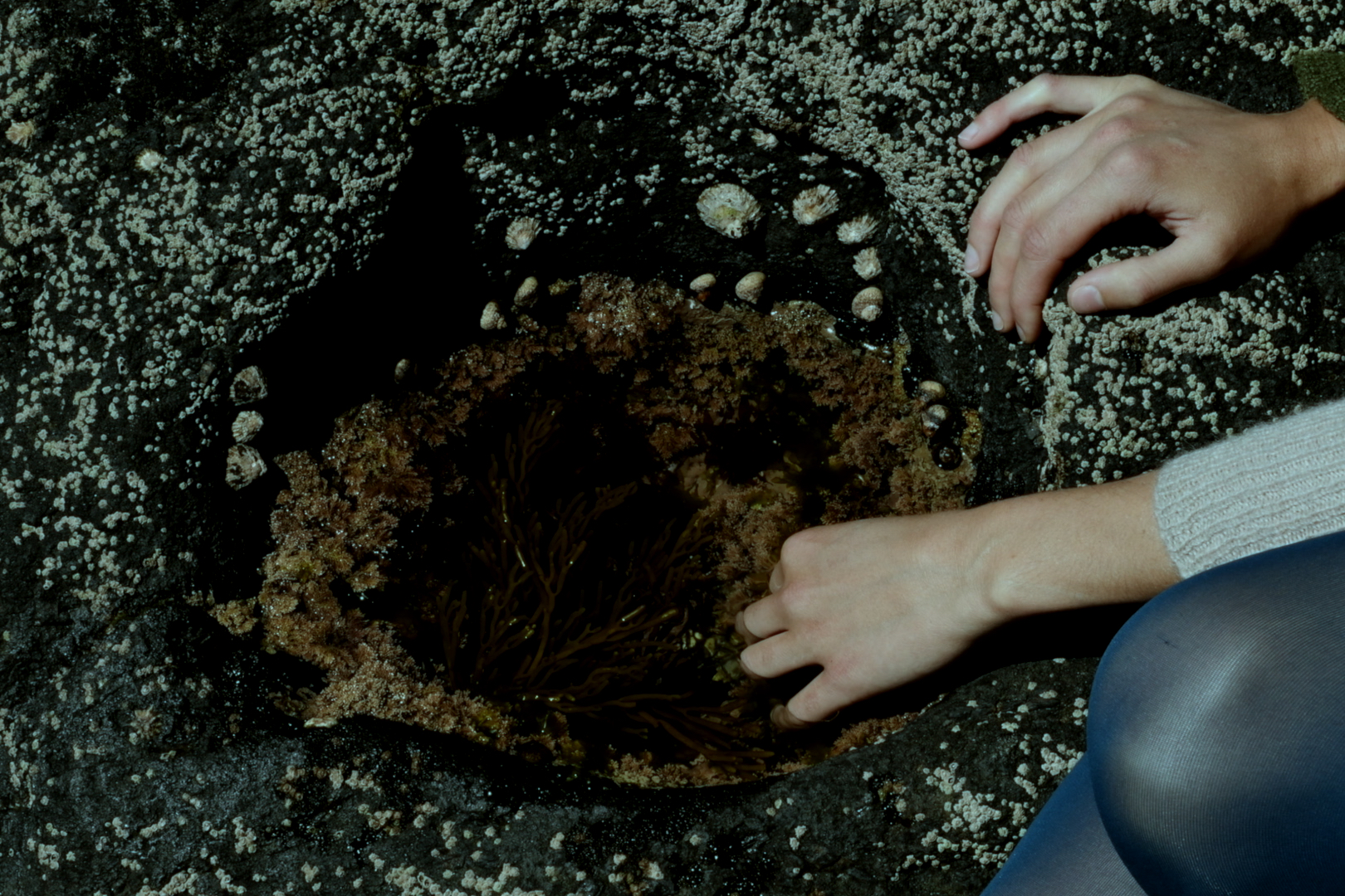 A Danca do Cipreste_6