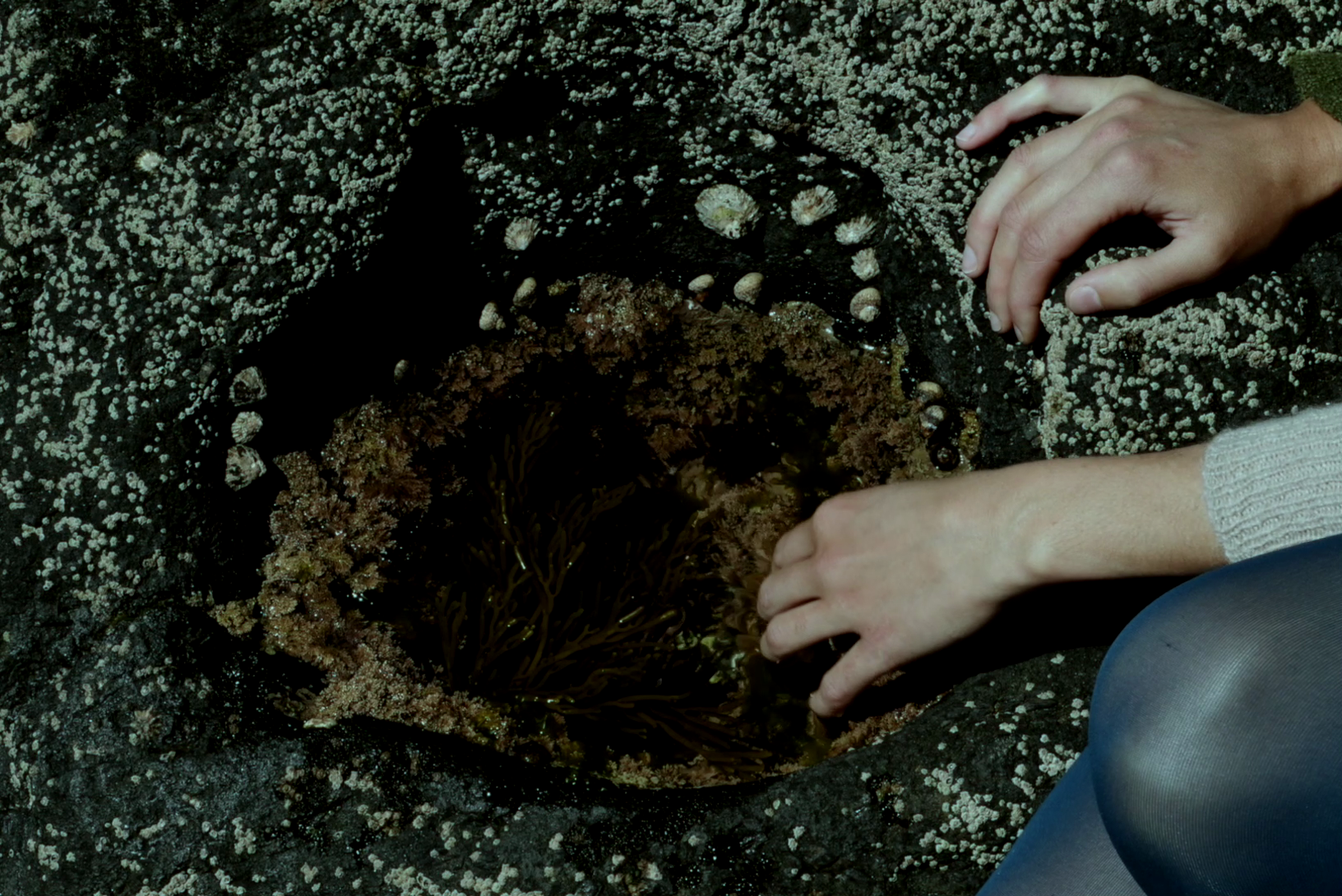 Dança do Cipreste.png